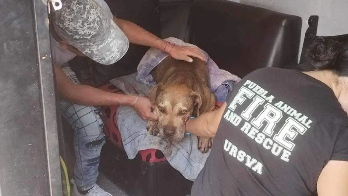 Chispita es víctima de maltrato animal en La Guadalupana